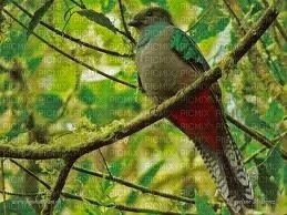 mignon oiseaux tropicale - gratis png
