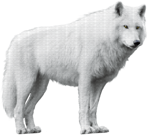 Wolf White - png ฟรี