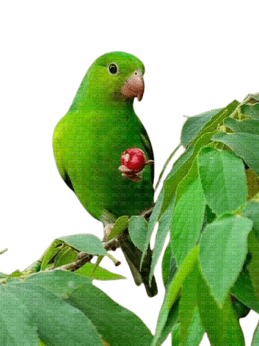 perico verde - PNG gratuit