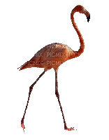flamant rose - Darmowy animowany GIF