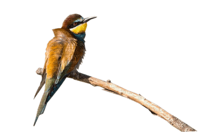 Salomelinda oiseau ! - png grátis