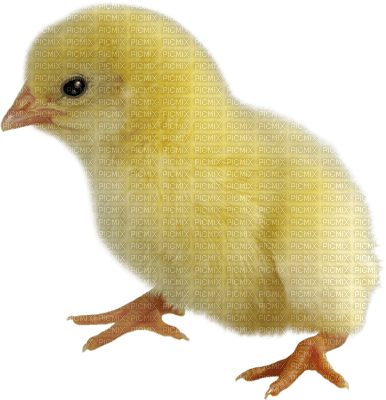 pollo - PNG gratuit