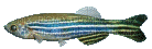 aze poisson - Gratis geanimeerde GIF