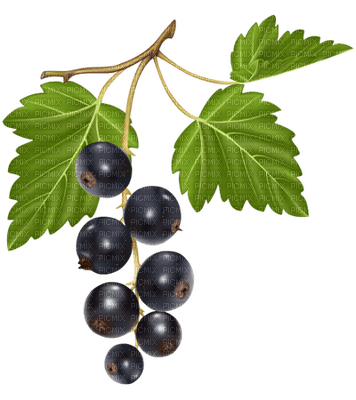 blueberries - png gratuito