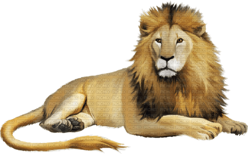 lion - ücretsiz png