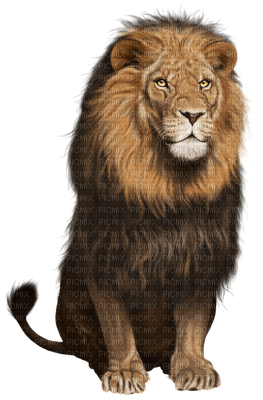 Kaz_Creations Animals Lion - png grátis