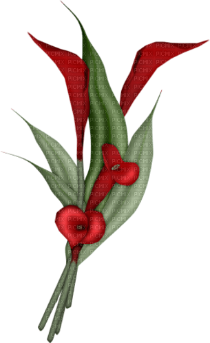 blomma--flower--red--röd - gratis png