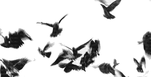 flying pigeons - Бесплатный анимированный гифка