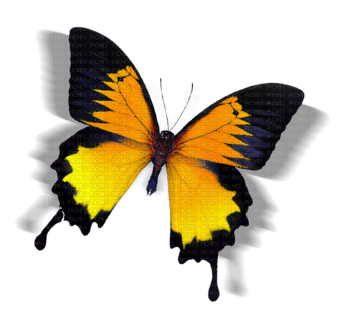 butterfly papillon schmetterling - zdarma png