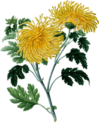 crisantemi - безплатен png
