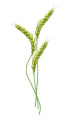Пшеничный колос - ilmainen png