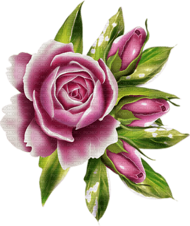 kikkapink purple pink rose - фрее пнг