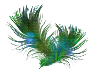 paon plumes peacock feather - gratis png