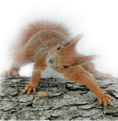 squirrel écureuil winter hiver snow forest - png gratis