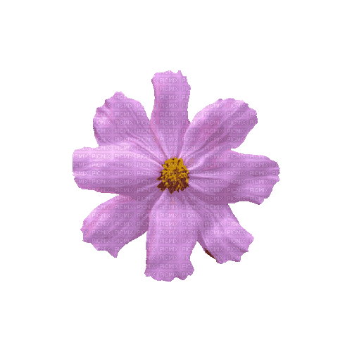 Pink Flower - GIF animado grátis