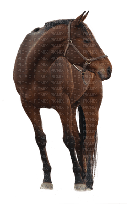 Horse - Free PNG