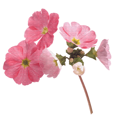 pink flower pink fleur - bezmaksas png