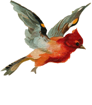 aze oiseau - Безплатен анимиран GIF