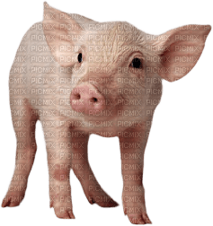 Kaz_Creations Pig - kostenlos png