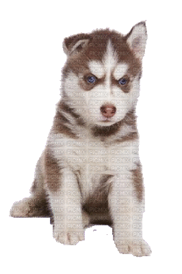 Kaz_Creations Animals Dogs Dog Pup - Gratis geanimeerde GIF