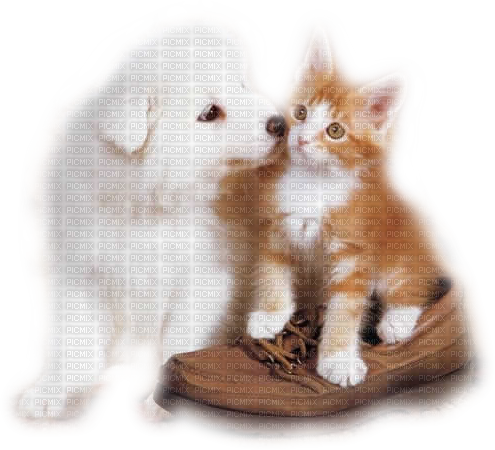 loly33 chaton chiot - zdarma png