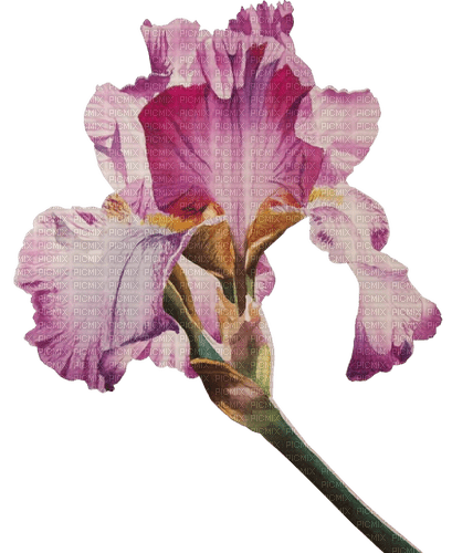 Iris.Pink.Fleur.Flower.Victoriabea - png ฟรี