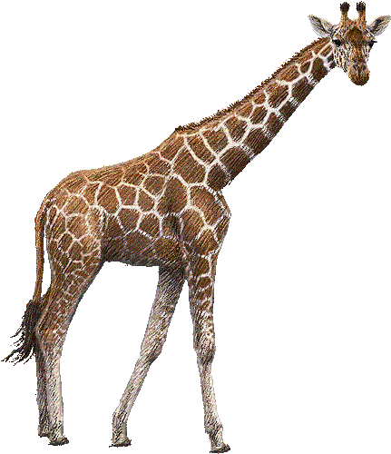 girafe - Nemokamas animacinis gif
