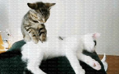 cat - Zdarma animovaný GIF