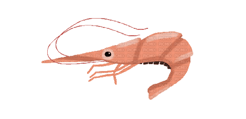 shrimp - Bezmaksas animēts GIF