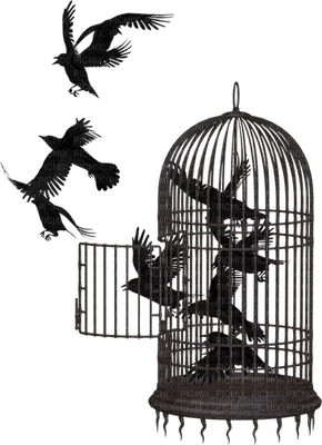 birdcage bp - бесплатно png