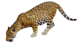 Kaz_Creations Leopard - kostenlos png