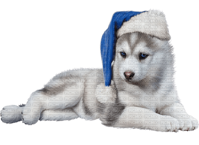 Siberian Husky - бесплатно png