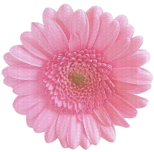 pink flower - безплатен png