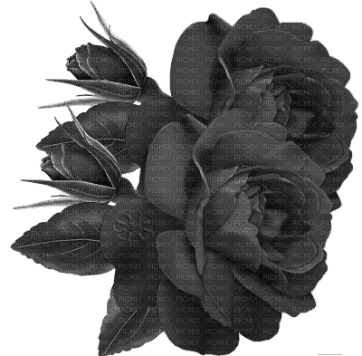 Rose noire - Animovaný GIF zadarmo