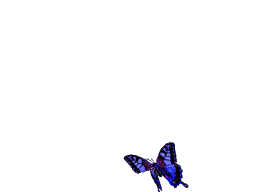 chantalmi   butterfly papillon blue bleu