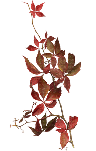 Autumn.Automne.Branche.Branch.Red.Victoriabea - PNG gratuit
