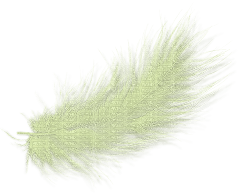 Feder Feather - ücretsiz png