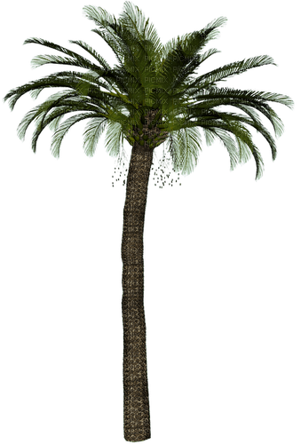 Palm Tree.Green.Brown - 免费PNG
