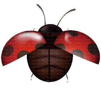 Coccinelle - Free animated GIF