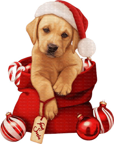 Kaz_Creations Christmas-Dog - 無料png