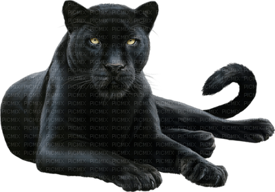 black panther bp - png ฟรี