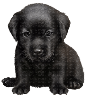animal-dog--djur-hund - nemokama png