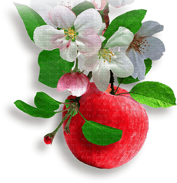 soave deco apple red green - PNG gratuit