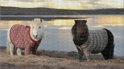 Shetland - darmowe png