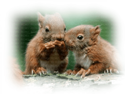 écureuils - zadarmo png