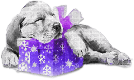soave dog christmas winter animals deco gift - png gratuito