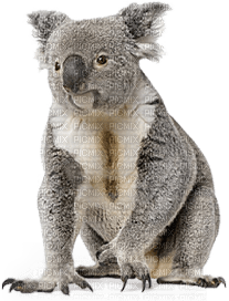 Australia animals koala bp - png ฟรี