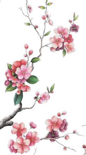 flowers blossom - PNG gratuit