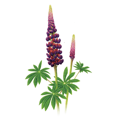 kikkapink purple spring summer flowers - PNG gratuit