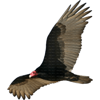 vulture - 免费PNG